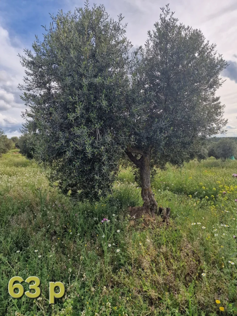 Olive tree adoption 63p