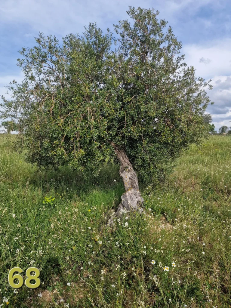 Olijfboom adoptie 68