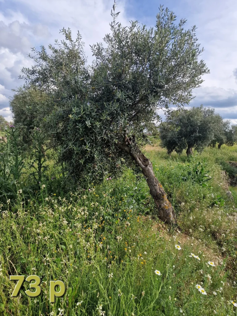 Olive tree adoption 73p