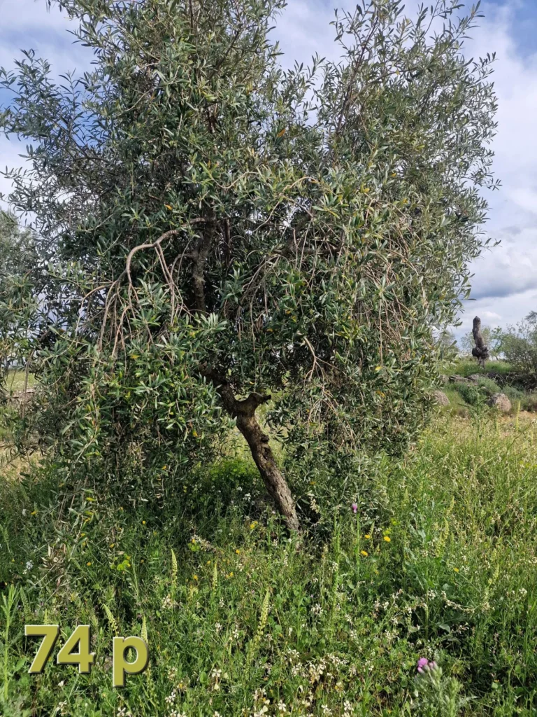 Olive tree adoption 74p