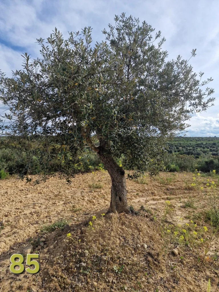 Adoption de l'olivier 85