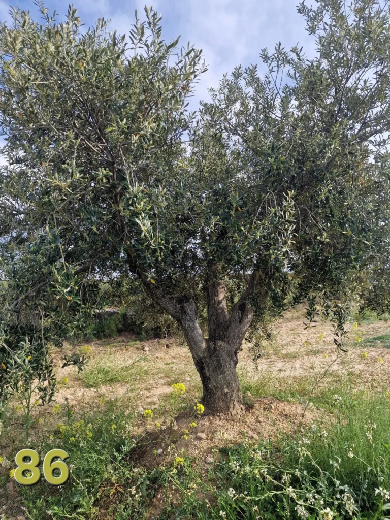 Adoption de l'olivier 86