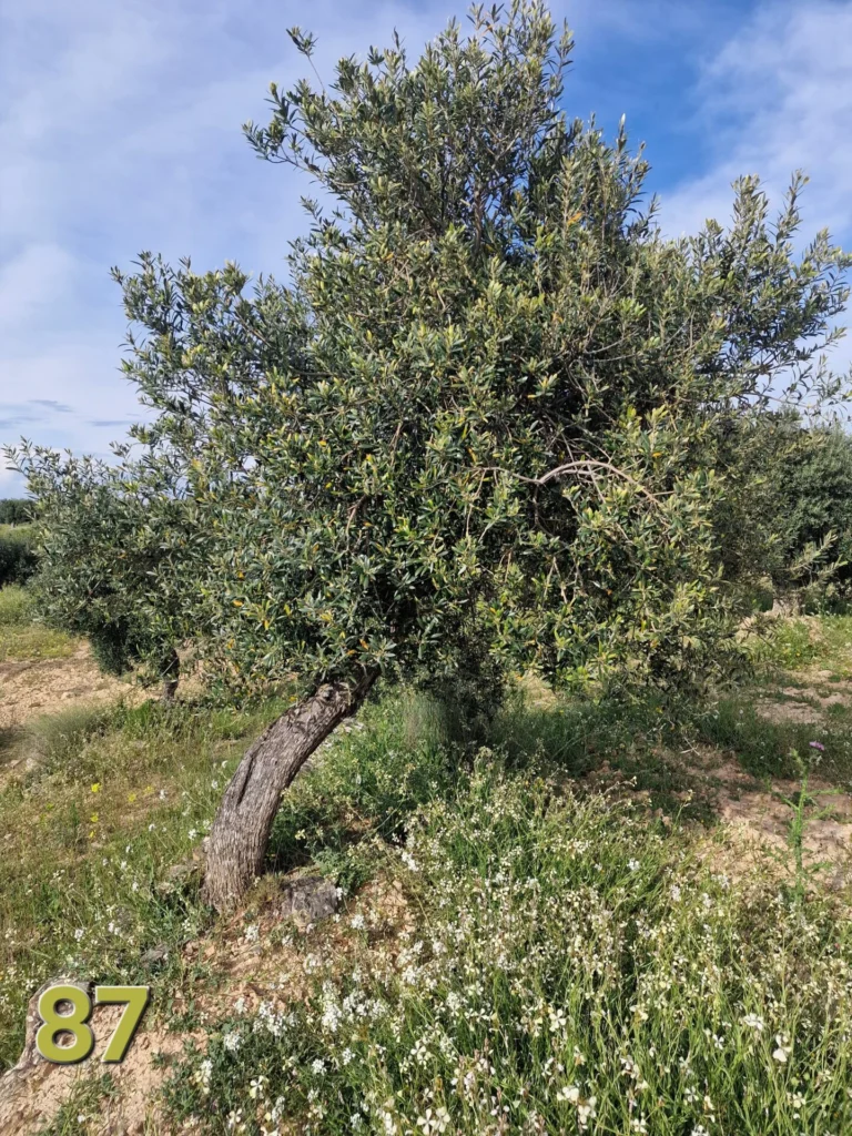 Adoption de l'olivier 87