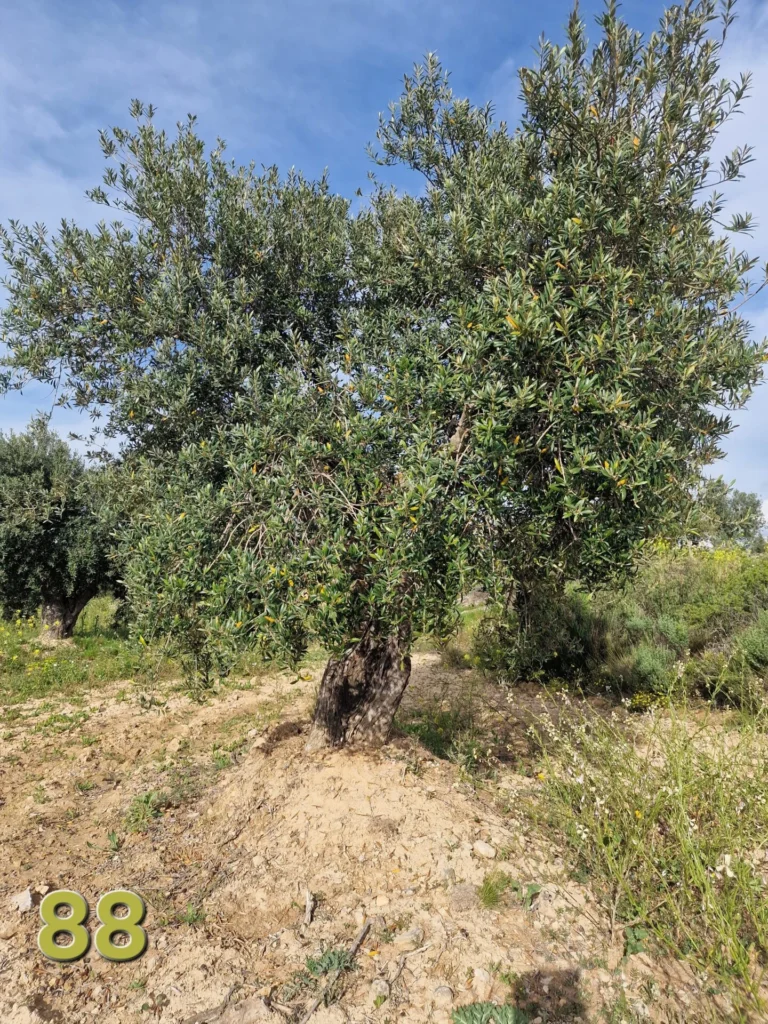 Adoption de l'olivier 88