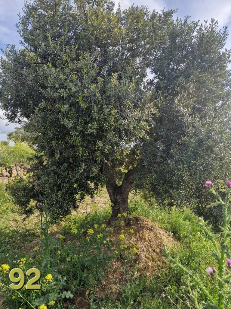 Olijfboom adoptie 92