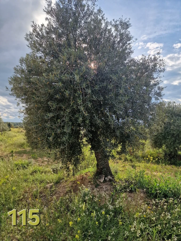 Olijfboom adoptie 115