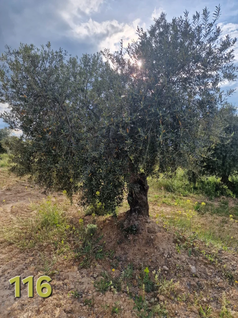 Olijfboom adoptie 116