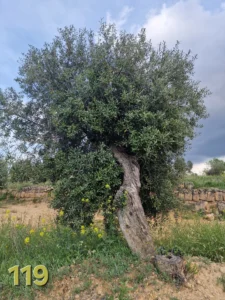 Olivenbaum-Adoption 119