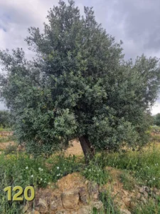 Olivenbaum-Adoption 120