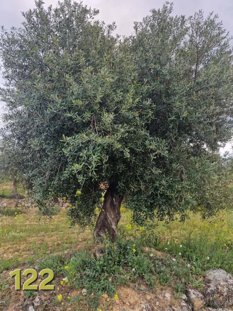 Olivenbaum-Adoption 122