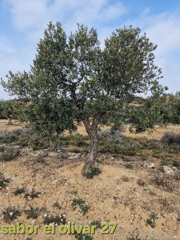 Olijfboom adoptie 27