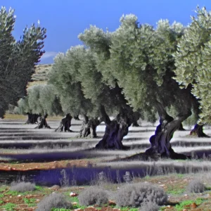 Olijfbomen en wind, vorst of droogte: hoe bescherm je ze?