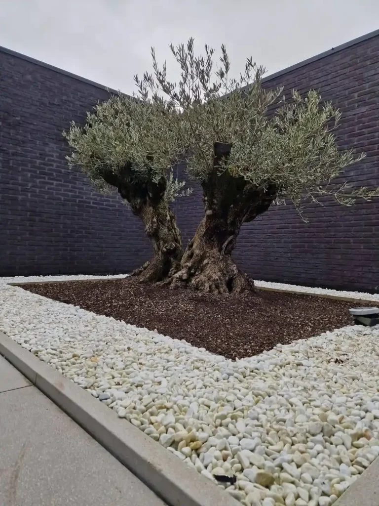 Olijfbomen kopen voor in de tuin