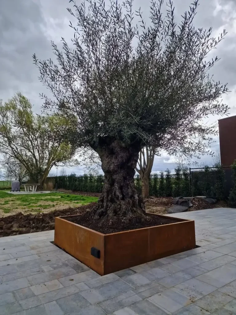 Olijfboom kopen voor in de tuin