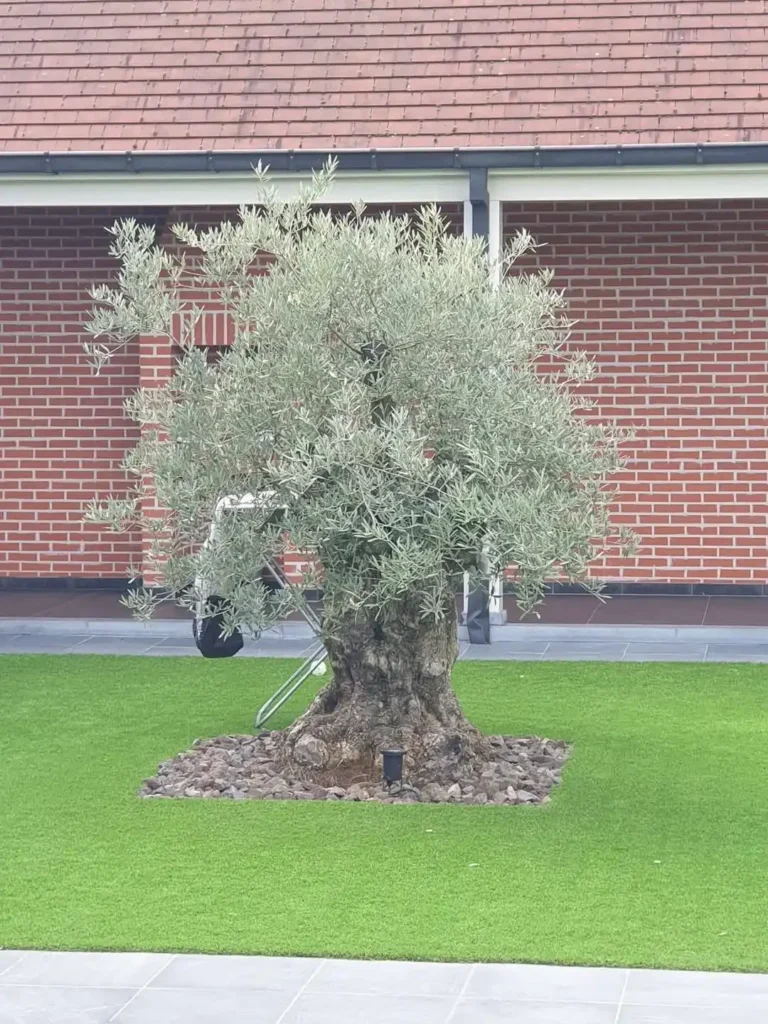 Olijfbomen voor in de tuin kopen