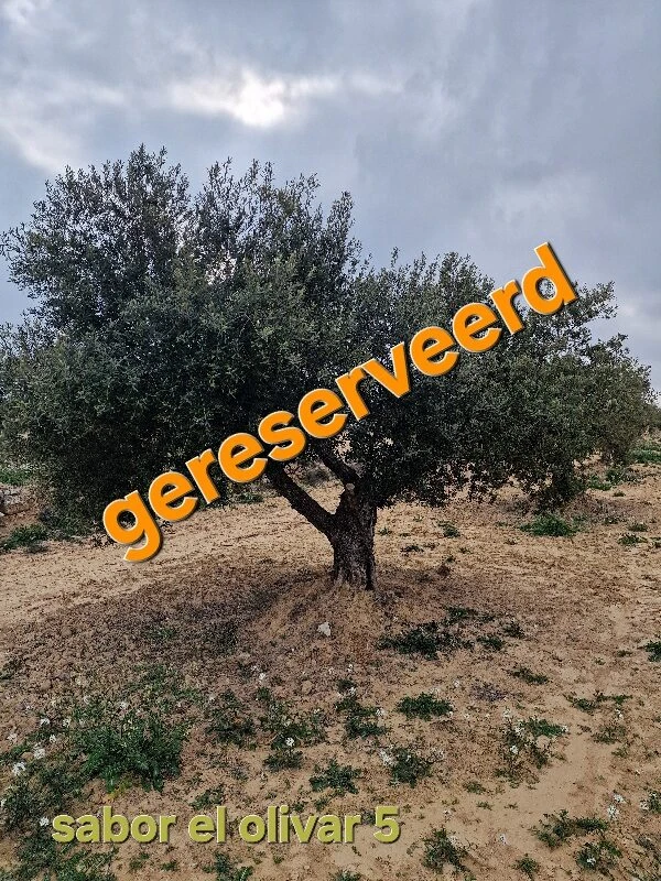 Olive tree adoption 5