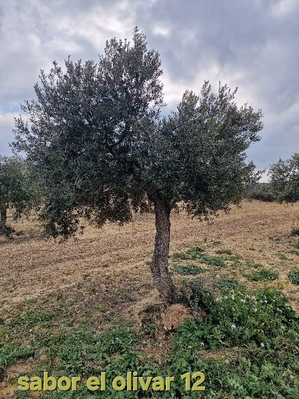 Olivenbaum-Adoption 12