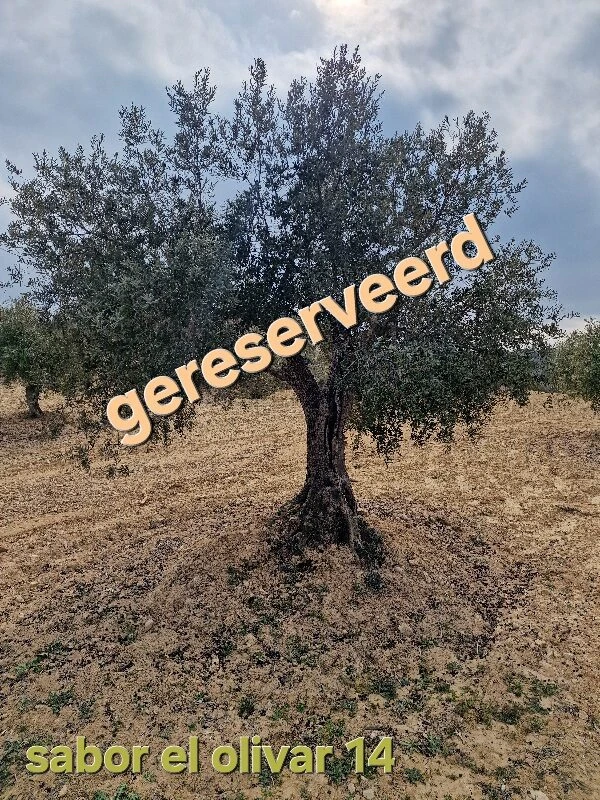 Olivenbaum-Adoption 14