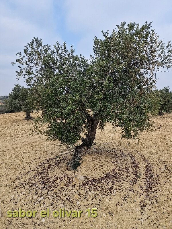 Olivenbaum-Adoption 15