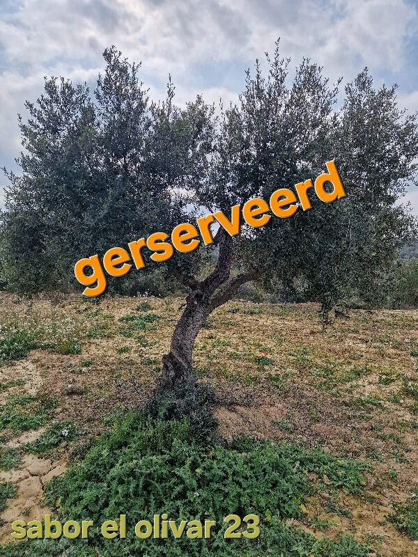 Olivenbaum-Adoption 23