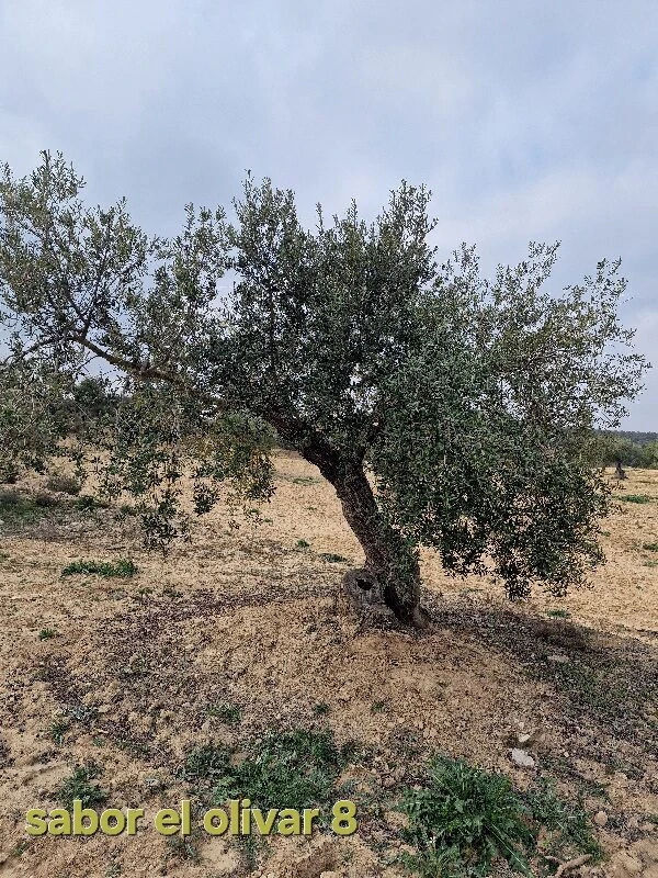 Adoption de l'olivier 8