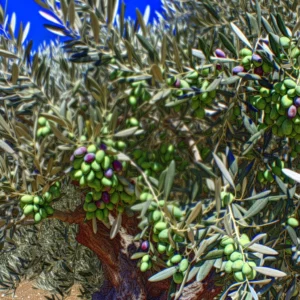 Tipps zur Steigerung der Fruchtproduktion Ihres Olivenbaums