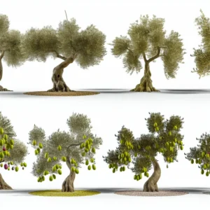 Verschiedene Arten von Olivenbäumen und ihre Merkmale