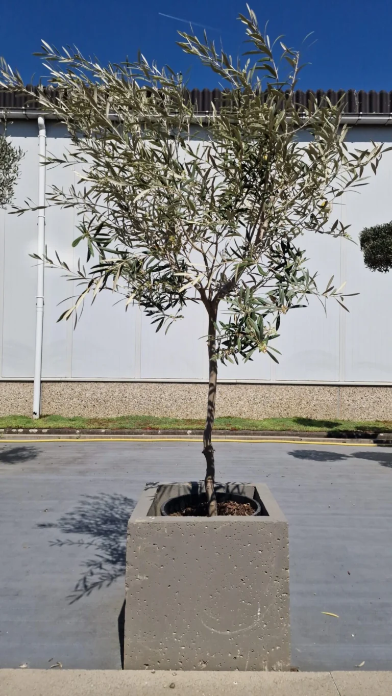 Olijfboom voor tuin of terras